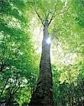Lumière qui brille à travers les arbres environnants