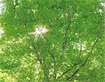 Light Gleaming Through Tree Branches