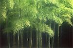 Plantes de bambou coloré et brumeux