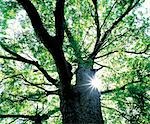 Sunshine Gleaming Through Treetop