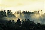 Colorful and Hazy Forest