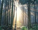 Diesig Wald mit hervorstehenden Sunrays