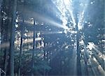 Hazy Forest with Sunrays Protruding