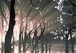 Forêt brumeuse avec des rayons de soleil qui dépassent