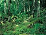 Dense Forest with Ferns