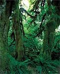 Dense Forest with Ferns