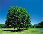 Einsamer Baum im Park