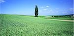 Lonely Tree in Plain