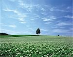 Arbres solitaires dans le champ de fleurs