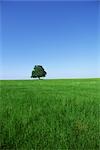 Lonely Tree in Field