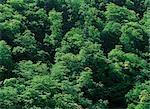 Beechwood Treetop Leafs