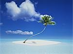 Palm Tree on Island