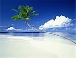 Beach with Palm Tree