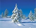 Snow Covered arbres