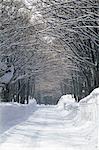 Snow-Covered Tree Lined Road