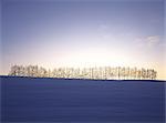 Pine Trees in Snow Plain