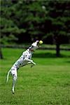 Dog catching frisbee