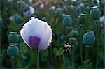 Poppies in Field