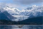 The Fluke of a Humpback Whale emerges briefly from the water near Herbert Glacier. Summer in Southeast Alaska. Composite.