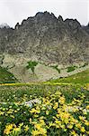 Fleurs de montagne paysage et de l'été en randonnée, montagnes de Hautes Tatras (Vyoske Tatry), Parc National des Tatras, Slovaquie, Europe