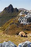 Peaks of Cradle Mountain, 1545m, and wallaby feeding on shrubs on the Overland Track, Cradle Mountain Lake St. Clair National Park, part of Tasmanian Wilderness, UNESCO World Heritage Site, Tasmania, Australia, Pacific