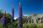 Lupins in flower below Aoraki (Mount Cook), 3755m, the highest peak in New Zealand, Te Wahipounamu UNESCO World Heritage Site, Aoraki (Mount Cook) National Park, Southern Alps, Mackenzie Country, South Island, New Zealand, Pacific