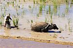 Water buffalo ploughing rice field, Sagada Town, The Cordillera Mountains, Benguet Province, Luzon, Philippines, Southeast Asia, Asia