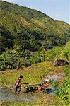 Homme labourant les champs de riz, Luplula Village, Tinglayan Town, les montagnes de la Cordillère, Province de Kalinga, Luzon, Philippines, Asie du sud-est, Asie