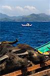 Cargo and passenger ferry from El Nido to Coron Town, with Carabao oxen being transported by ship, Palawan Province, Philippines, Southeast Asia, Asia