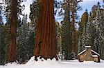 A stone brick museum is dwarfed by giant sequoia trees at Mariposa Grove after fresh snowfall, Yosemite National Park, UNESCO World Heritage Site, California, United States of America, North America