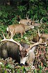 Mule buck deer with an impressive set of antlers, Yosemite National Park, California, United States of America, North America