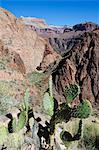 Cacti on the Bright Angel Canyon Hiking Trail, Grand Canyon National Park, UNESCO World Heritage Site, Arizona, United States of America, North America