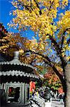 Autumn colours at a temple in Fragrant Hills Park in the Western Hills, Beijing, China, Asia