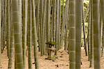 Lanterne granit, forêt de bambous, ville de Kamakura, la préfecture de Kanagawa, île de Honshu, Japon, Asie