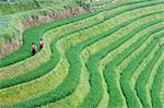 Femmes yao à l'épine dorsale de Dragons de riz en terrasses, Longsheng, Province de Guangxi, Chine, Asie