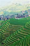 Dragons Backbone rice terraces, Longsheng, Guangxi Province, China, Asia