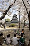 Cherry blossom viewing, Matsumoto Castle, Matsumoto city, Nagano prefecture, Honshu island, Japan, Asia