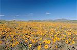 Fleurs de printemps, Springbok, Namaqualand, Province de Northern Cape, Afrique du Sud