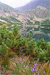 Campanula patula wild flower, mountain pine and Velicke pleso (lake), Vysoke Tatry mountains, Vysoke Tatry, Slovakia, Europe