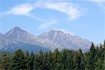 Mountain pines, Vysoke Tatry mountains, Vysoke Tatry, Slovakia, Europe