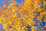 Couleurs d'automne des feuilles sur les arbres dans les montagnes de Rila, Parc National de Rila, Bulgarie, Europe