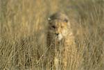 Cheetah stalking, Namibia, Africa