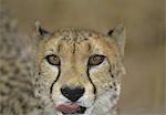 Headshot of a cheetah, Namibia, Africa