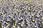 Snow geese in winter, Bosque del Apache, New Mexico, United States of America, North America