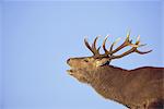 Cerf élaphe mâle, Highlands, Ecosse, Royaume-Uni, Europe