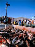 Tuna fish catch, Favignana Island, Egadi Islands, Sicily, Italy, Mediterranean, Europe