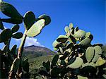 Cactus, île de Stromboli, Iles Eolie (Iles Eoliennes), l'UNESCO World Heritage Site (Italie), Méditerranée, Europe