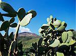 Stromboli, Liparische Inseln (Liparia Inseln), UNESCO World Heritage Site, Italien, Mittelmeer, Europa