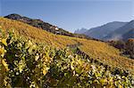 Vineyards, Val di Funes, Dolomites, Bolzano province, Trentino-Alto Adige, Italy, Europe