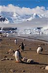 Gentoo pingouins, Neko Harbor, détroit de Gerlache, péninsule de l'Antarctique, l'Antarctique, les régions polaires